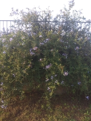 Plumbago