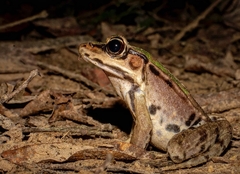 Lithobates palmipes