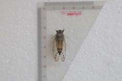 Neocicada hieroglyphica