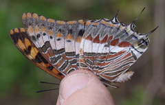 Charaxes