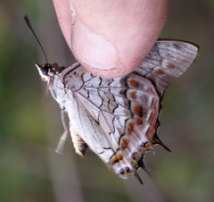 Charaxes