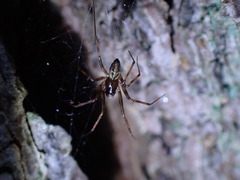 Lepthyphantes minutus