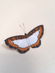 Nymphidium caricae