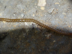 Geophilomorpha