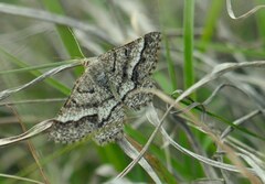 Isturgia murinaria