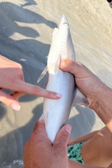 Rhizoprionodon acutus