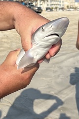 Rhizoprionodon acutus