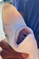 Rhizoprionodon acutus