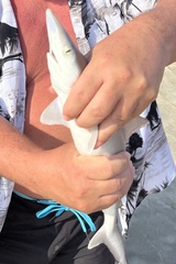 Rhizoprionodon acutus