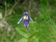 Clematis integrifolia