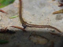 Geophilomorpha