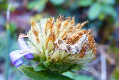 Aster willkommii