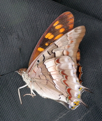 Charaxes guderiana