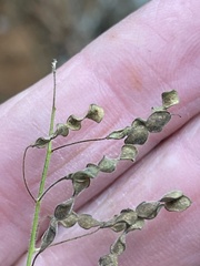 Desmodium tortuosum