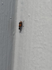 Anthocomus equestris