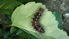 Lepidoptera
