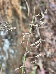 Desmodium tortuosum