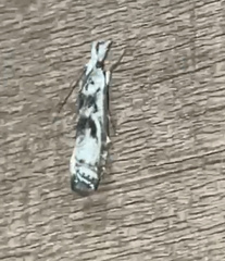 Microcrambus minor