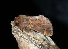 Ptilophora plumigera