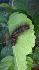 Lepidoptera