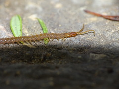 Geophilomorpha