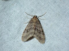 Operophtera fagata
