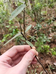 Quercus laurifolia