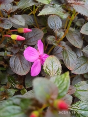 Heterocentron subtriplinervium