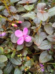 Heterocentron subtriplinervium