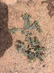 Euphorbia serrula