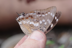 Charaxes