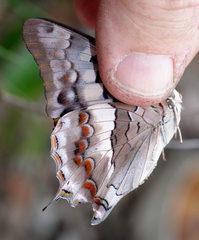 Charaxes