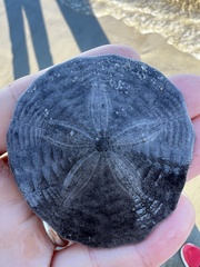 Echinarachnius parma