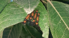 Lepidoptera