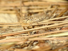 Acrotylus