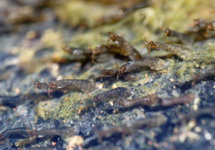 Simuliidae