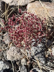Eriogonum nidularium