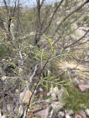 Prosopis