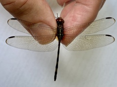 Dythemis sterilis