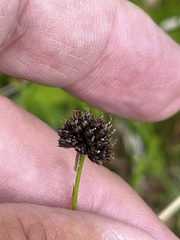 Juncus mertensianus