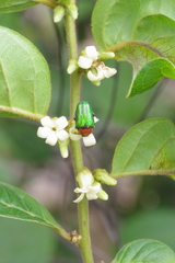 Leucocelis