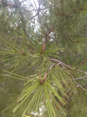 Pinus
