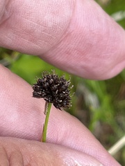 Juncus mertensianus