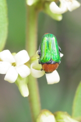Leucocelis