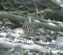 Toxostoma longirostre