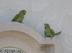 Psittacara holochlorus