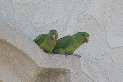 Psittacara holochlorus