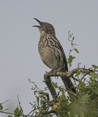 Toxostoma longirostre