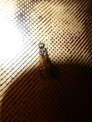 Xiphydria canadensis