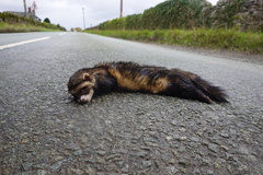 Mustela putorius